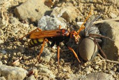 Cryptocheilus annulatus