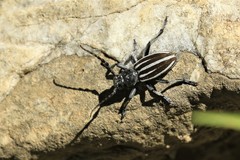 Dorcadion fuliginator