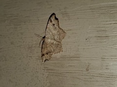 Macaria aemulataria