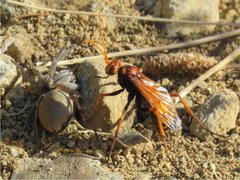 Cryptocheilus annulatus