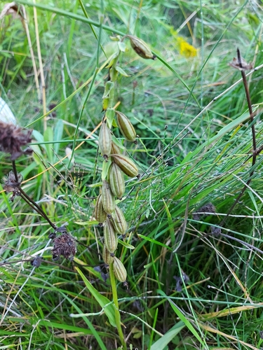 Marsh Helleborine