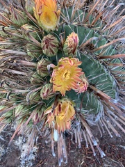 Ferocactus herrerae