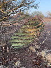 Ferocactus herrerae