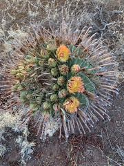 Ferocactus herrerae