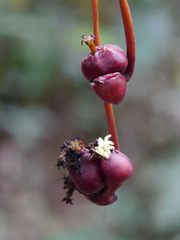 Psychotria camptopus image