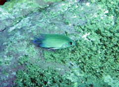 Mecaenichthys immaculatus