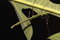 Paradiacantha acanthocephala