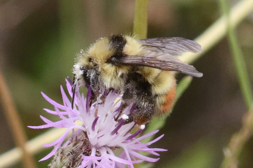 Central bumblebee