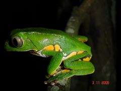 Phyllomedusa burmeisteri