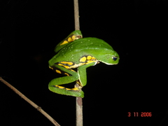 Phyllomedusa burmeisteri