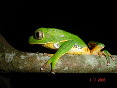 Phyllomedusa burmeisteri