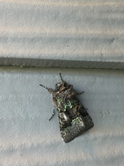 Behrensia conchiformis