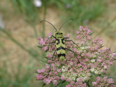 Chlorophorus varius