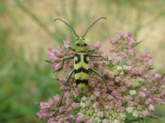 Chlorophorus varius