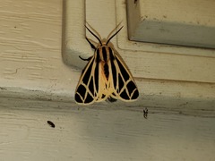 Apantesis phalerata