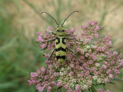 Chlorophorus varius