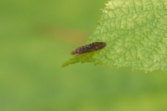 Annulipalpia