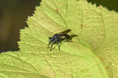 Laphria franciscana
