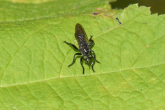 Laphria franciscana