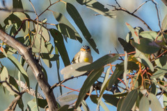 Pardalotus rubricatus