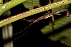 Orthomeria superba