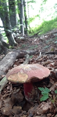 Rubroboletus