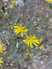 Chondrilla piptocoma
