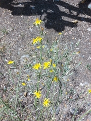 Chondrilla piptocoma