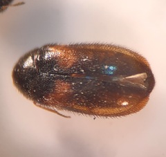 Trogoderma variabile
