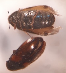 Trogoderma variabile