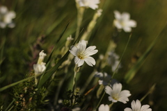 Cerastium biebersteinii