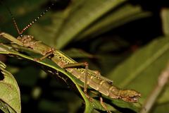 Orthomeria superba