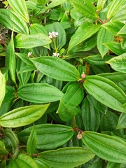 Viburnum davidii