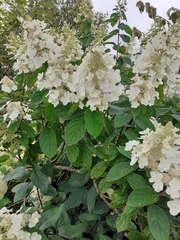 Viburnum davidii