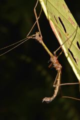 Orthostheneboea exotica