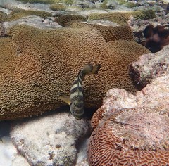 Abudefduf septemfasciatus