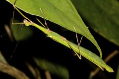 Marmessoidea quadriguttata