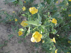 Abutilon fruticosum