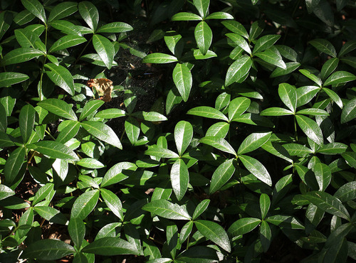 Mažoji žiemė nuotrauka