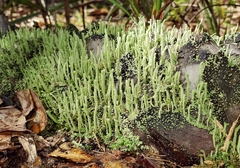 Cladonia subradiata