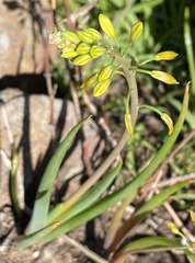 Bulbine cepacea