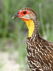 Pternistis leucoscepus