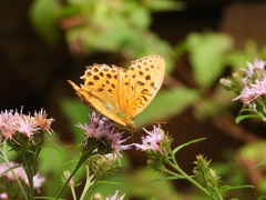 Argynnis zenobia