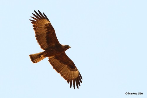 Wahlberg's Eagle