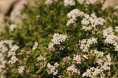 Asperula supina caespitans