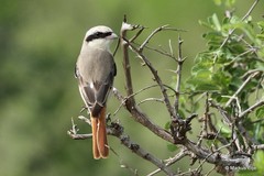 Lanius phoenicuroides