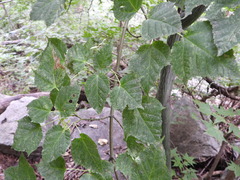 Acer davidii grosseri