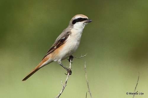 Red-tailed Shrike, photo 8 of 9