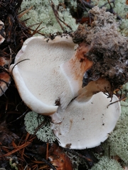 Phellodon fuligineoalbus