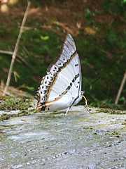 Polyura nepenthes